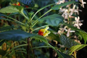 a miniature yellow and red flower with pink cosmos blooms in the background in a bed of green leaves 