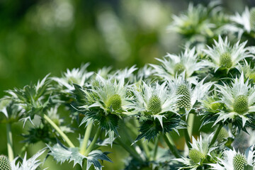 Close up of sea holly (eryngium) flowers in bloom