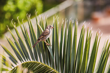 Eurasian tree sparrow perched on a vibrant green palm leaf, enjoying the warmth of a sunny summer...