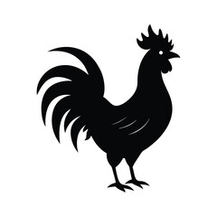 rooster isolated on white background