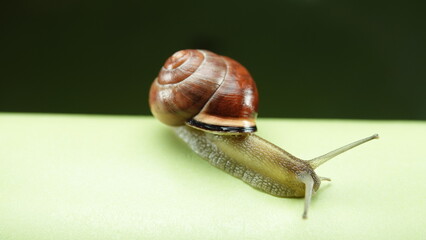 Ślimak lądowy wstężnik gajowy, wstężnik ogrodowy. Ślimaki występujące na lądzie. 