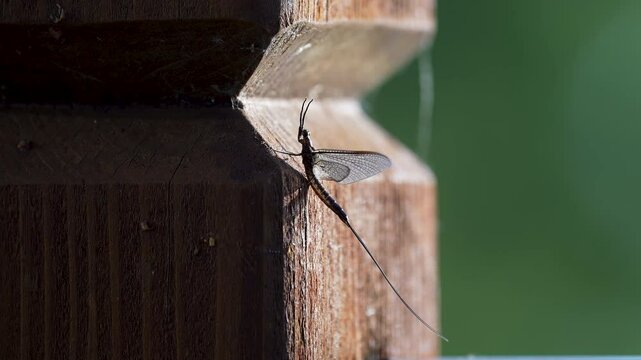 closeup shot of a mayfly from head to tail clinging to a wooden post