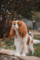 Adult Spaniel standing on stone ledge in garden during autumn season.	Long-haired chestnut and...