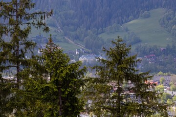 pine trees in the mountains in Zakopane - Lesser Poland - Poland