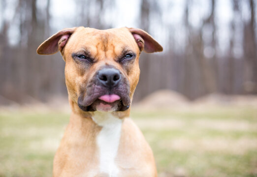 A Pit Bull Terrier mixed breed dog with a funny expression on its face