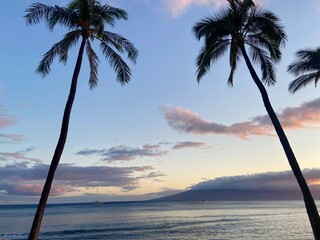 palm trees at sunset