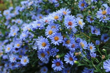 Obraz premium Vibrant September Blooms: Ornamental Shrub of Aster with Abundant Small Blue Flowers in a Charming Garden Setting