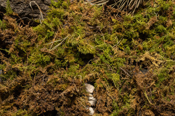 textura de musgo verde en toma cenital