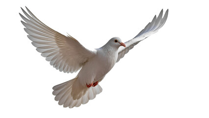 Obraz premium A graceful white dove in flight, with its wings spread wide, against a pure white background. The bird is depicted in dynamic movement, symbolizing peace, freedom, hope and purity. This image is ideal