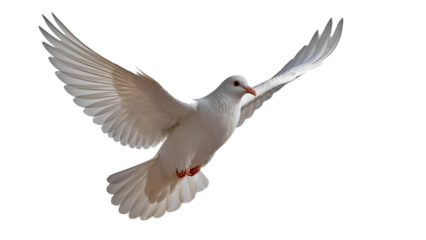 A graceful white dove in flight, with its wings spread wide, against a pure white background. The bird is depicted in dynamic movement, symbolizing peace, freedom, hope and purity. This image is ideal