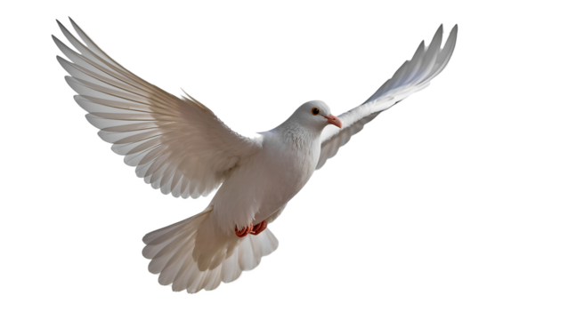 A graceful white dove in flight, with its wings spread wide, against a pure white background. The bird is depicted in dynamic movement, symbolizing peace, freedom, hope and purity. This image is ideal