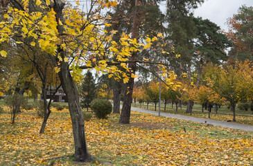 Foliage in the park. Autumn fall leaves of maple trees. Autumn fall leaves in sunlight. Natural...