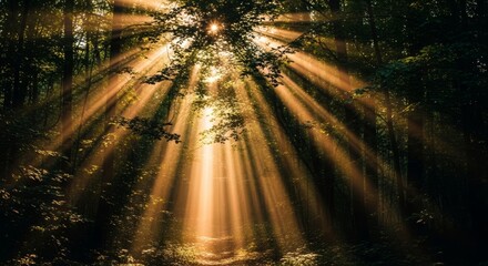 Sunbeams Streaming Through Forest Canopy A Magical Nature Scene