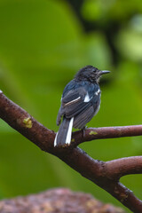Juvenile Oriental Magpie-Robin with Prey on a Spiny Branch