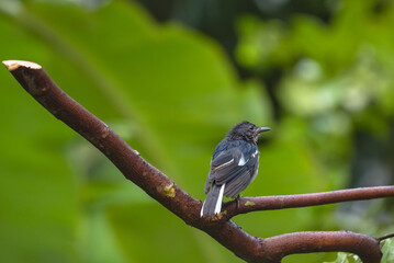 Juvenile Oriental Magpie-Robin with Prey on a Spiny Branch