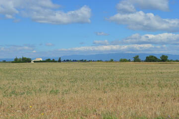 wheat field and blue sky