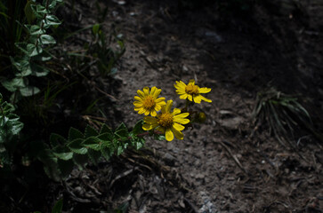 yellow flowers on the ground
