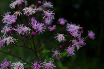 purple flowers in the garden