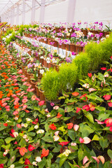 lower nursery with orchids, anthuriums, and gerberas in pots inside a polyhouse