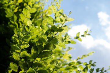 Green leaves of a deciduous tree basking in sunlight against a bright blue sky, showcasing vibrant foliage and natural beauty in a serene outdoor environment
