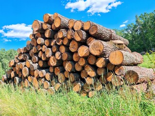 Piles logs of pine trees stacked in logging area in summer forest. Deforestation and forest...