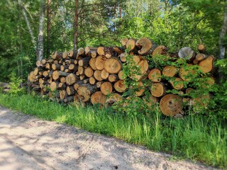 Piles logs of pine trees stacked in logging area in summer forest. pine tree stack