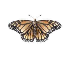 Realistic black and yellow butterfly. Watercolor hand drawn insect illustration on isolated background. Suitable for different designs of banners, cards, books, fabric, clothes, posters, wallpapers