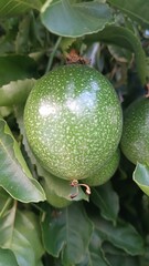 maracuyá fruit