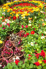 lower nursery with orchids, anthuriums, and gerberas in pots inside a polyhouse