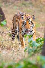 Bengal Tiger in Nagarhole Tiger Reserve, India