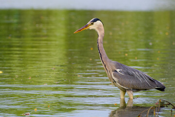 grey heron (Ardea cinerea) stands quietly in shallow water, intently searching for prey