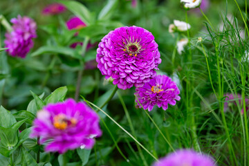 Obraz premium Purple Zinnias in the Garden
