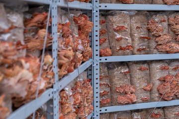 Pink oyster mushrooms growing on shelves in a cultivation facility, showcasing vibrant colors and...