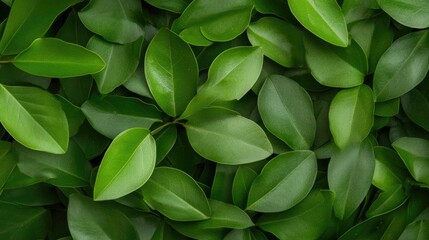 Fototapeta premium Green lush leaves background