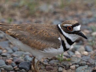 closeup of a killdeer
