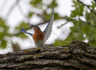 Ann eastern bluebird spreads it's wings while perched on a tree branch
