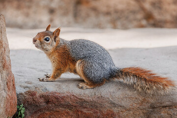 Caucasian squirrel resting on a stone, with rocky terrain and wild nature