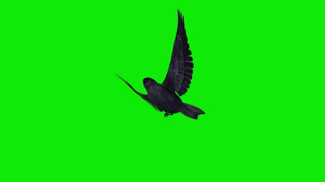 Black Swift -Swallow Bird - Flying Loop - Aerial Low Angle Close Up View - Green Screen - Realistic Full HD 3D animation isolated on chromakey background