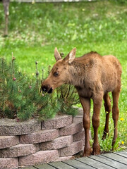 Fototapeta premium Baby moose grazing in back yard