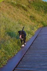Black dog with long tail and white markings walks along a wooden pathway through green grassy hills. Beautiful nature walk, peaceful summer day, outdoor pet activity