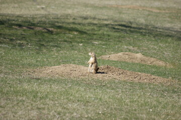 Prairie Dog
