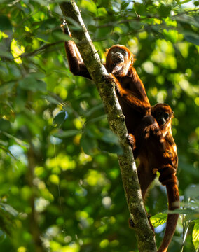 Monkeys in tree