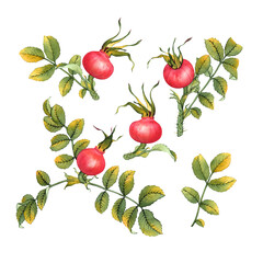 Watercolor rose hip branches with red fruit and green-yellow leaves on transparent background