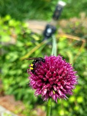 Scolia hirsuta – Hairy Scoliid Wasp
