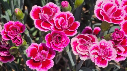 Sweden. Dianthus caryophyllus commonly known as carnation or clove pink, is a species of Dianthus native to the Mediterranean region. 