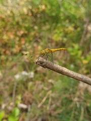 Female Ruddy Darter Dragonfly (Sympetrum sanguineum) Resting on a Branch