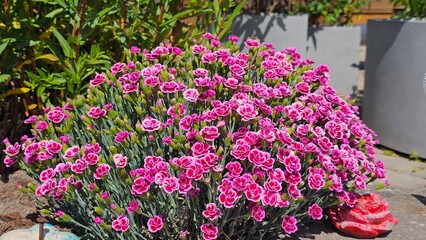 Sweden. Dianthus caryophyllus commonly known as carnation or clove pink, is a species of Dianthus native to the Mediterranean region. 