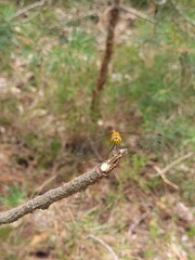 Female Ruddy Darter Dragonfly (Sympetrum sanguineum) Resting on a Branch