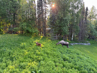 Moose mother and baby grazing