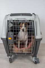 Jack Russell Terrier Dog in Pet Travel Bag. 